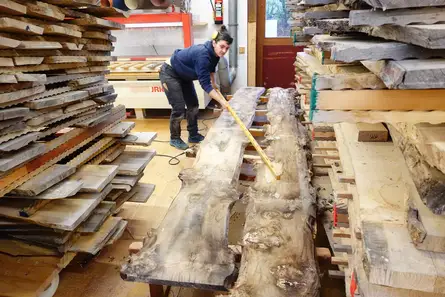 Aus diesem Rüster (Ulme) muss Julia das Sargholz auswählen Aus diesem Rüster (Ulme) muss Julia das Sargholz auswählen