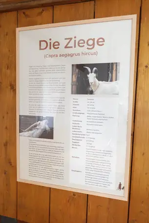 Interessante Erläuterungen zur Ziege, der "Kuh des kleinen Mannes" Interessante Erläuterungen zur Ziege, der "Kuh des kleinen Mannes"